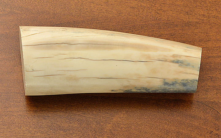 Fossil Walrus Ivory